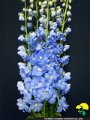 36 デルフィニューム